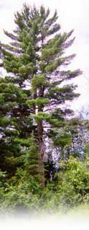 Eastern White Pine Logs for Log Homes and Log Cabins